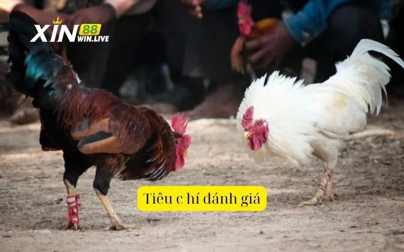 Tiêu c hí đánh giá