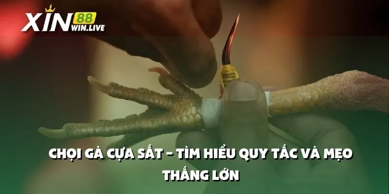 Chọi Gà Cựa Sắt