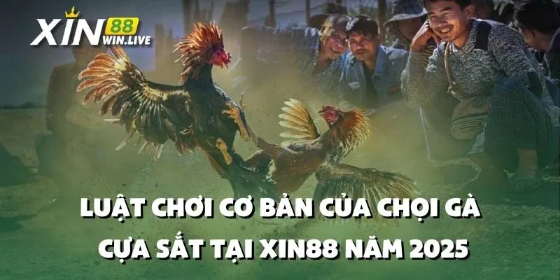 Luật Chơi Cơ Bản Của Chọi Gà Cựa Sắt Tại XIN88 Năm 2025