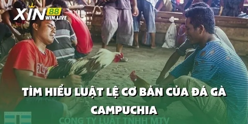Tìm Hiểu Luật Lệ Cơ Bản Của Đá Gà Campuchia