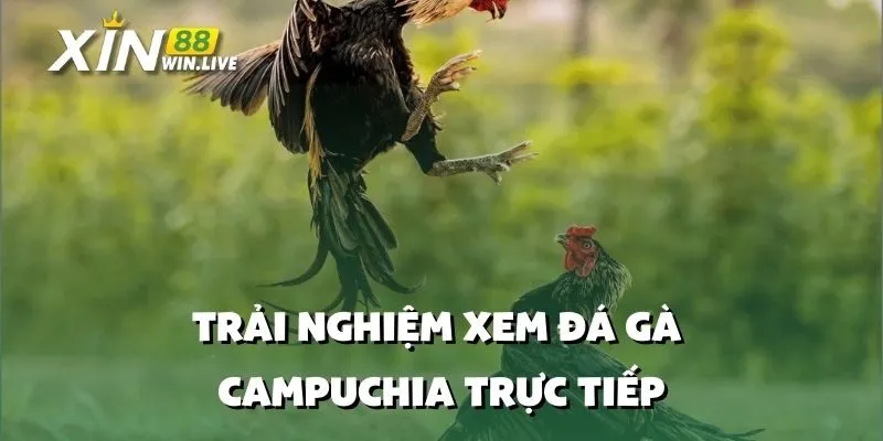 Trải Nghiệm Xem Đá Gà Campuchia Trực Tiếp