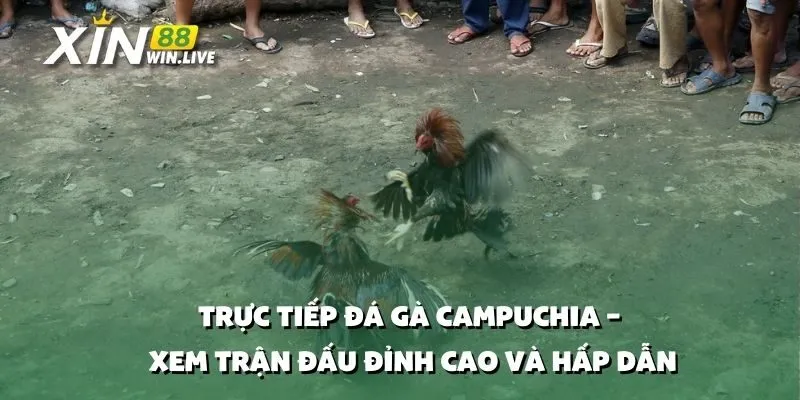 Trực Tiếp Đá Gà Campuchia